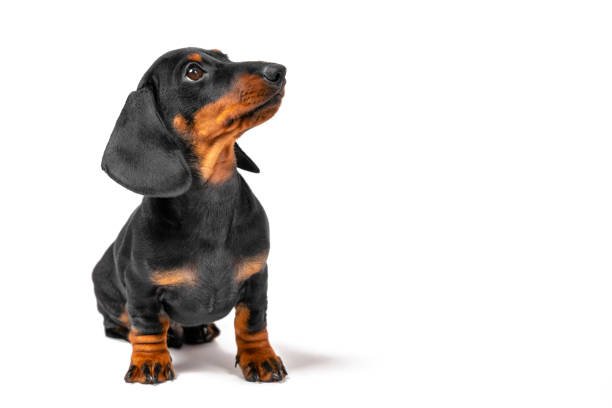Precious dachshund puppies breeder with Dachshunds