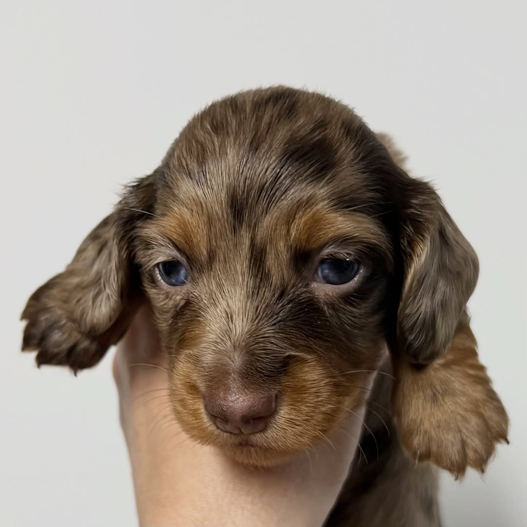 BLITZEN â€” miniature dachshund puppy for sale, female