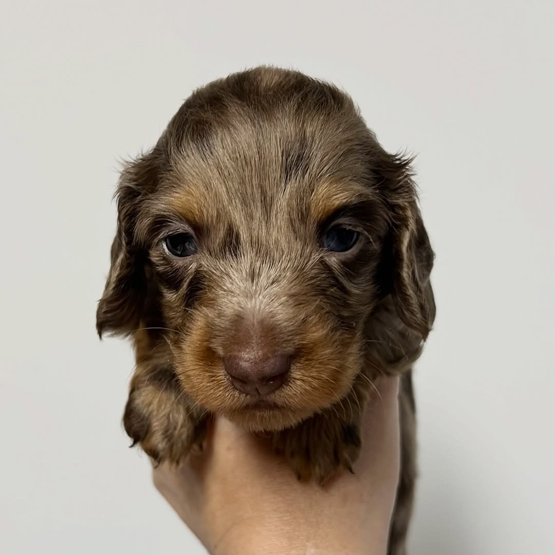 Vixen â€” miniature dachshund puppy for sale, female