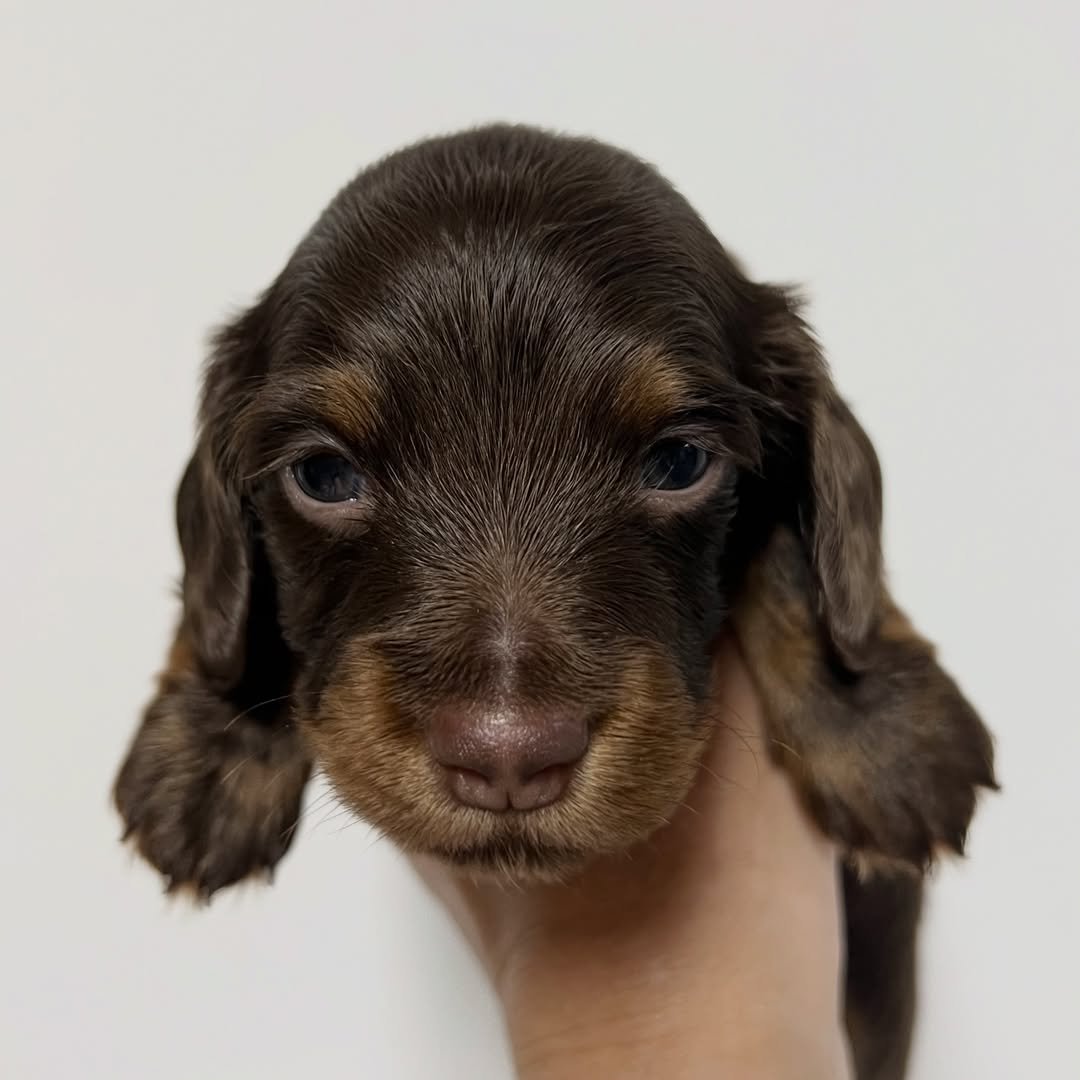 Dasher â€” miniature dachshund puppy for sale, male