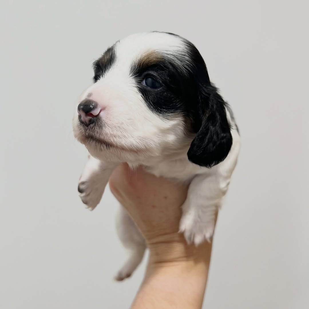 Prue â€” miniature dachshund puppy for sale, female