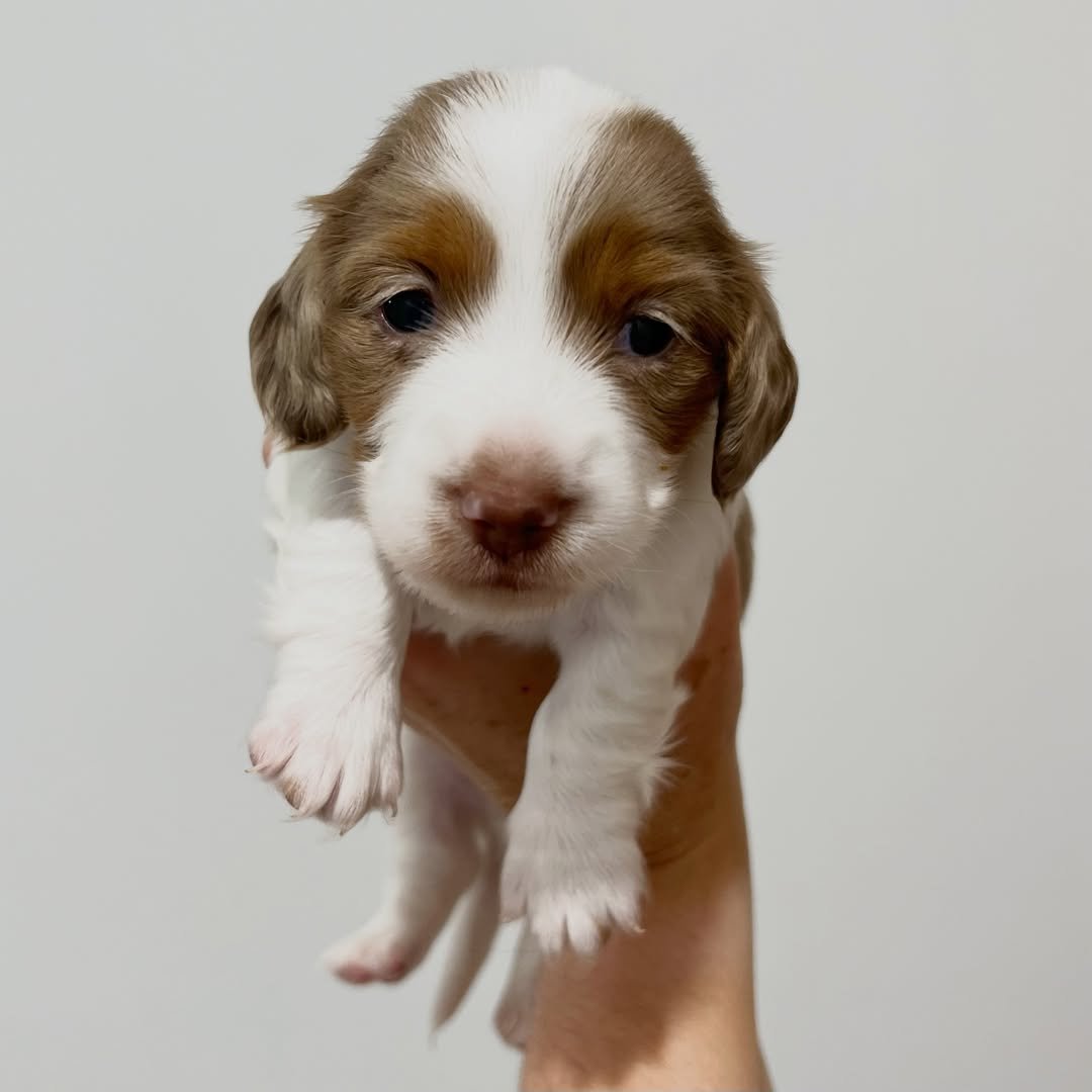 Leo â€” miniature dachshund puppy for sale, male