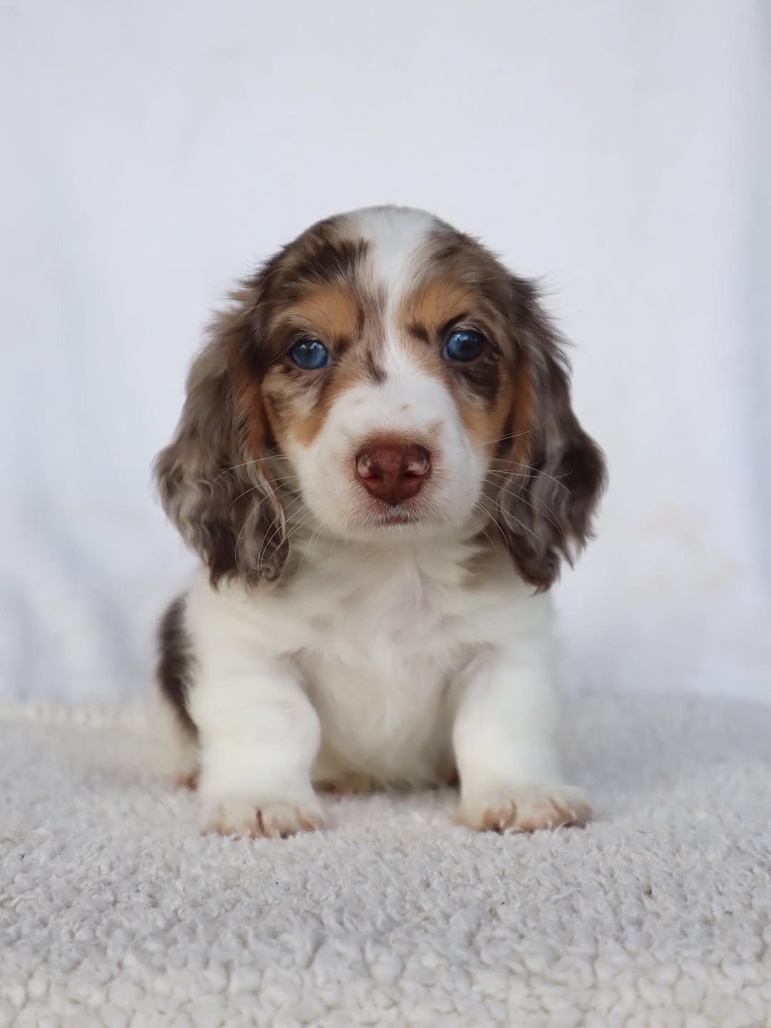 Bo â€” miniature dachshund puppy for sale, male