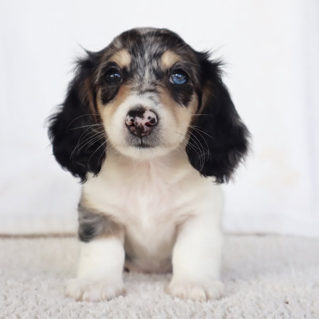 Donner â€” miniature dachshund puppy for sale, male